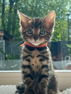 Bengal Kater 