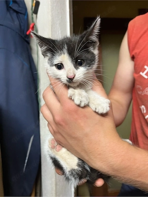 Babykatze 