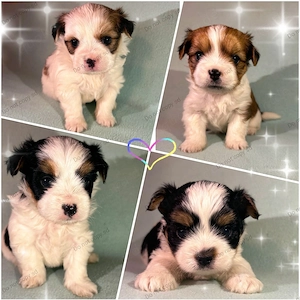 Biewer Yorkshire Terrier Welpen (wie Malteser, Havaneser, Bolonka Zwetna, Shih Tzu, Bichon Frise)