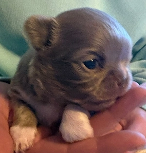  Chihuahua Welpen 