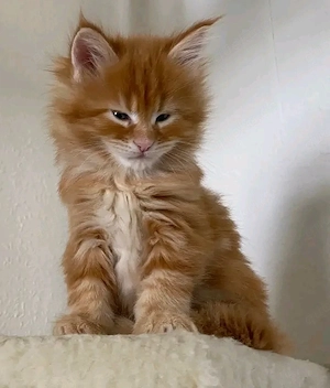 Verspielte Maine- und weibliche Maine-Coon-Kätzchen