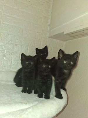 EKH Katzenbabys
