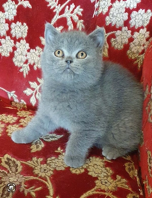 BKH Britisch Kurzhaar Kitten 