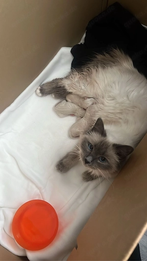 Ragdoll Kitten 
