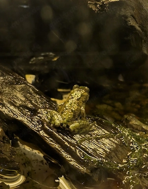 Bombina orientalis