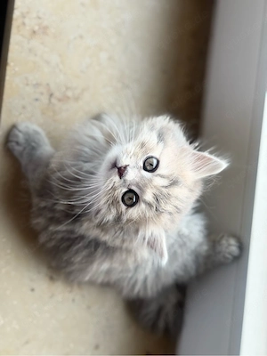 Britisch Langhaar kitten Kater 12 wochen 