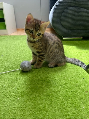 BKH-Mix Kitten zu verkaufen