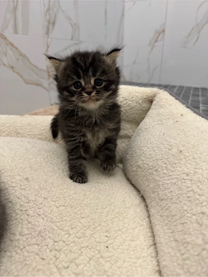 Britisch Kurzhaar (BKH) Kitten zum verkaufen