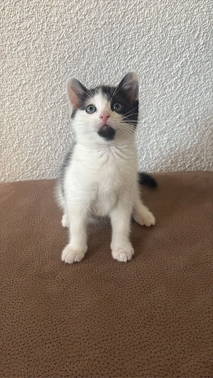 Kitten abzugeben