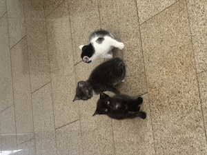 Katzenbabys zu verkaufen in Wiesbaden 