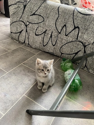 Bkh graue katze 