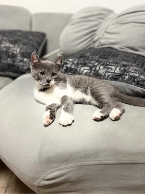 Katzen zu Verkaufen