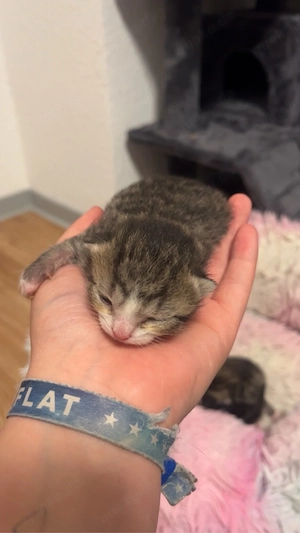 Mai Kitten abzugeben ab 25.07.26