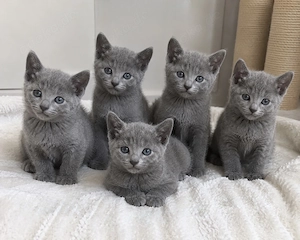 Wunderschöne reinrassige Russisch Blau Kitten mit Stammbaum!