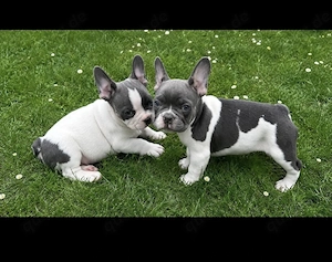 Französische bulldoggen welpen
