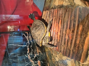 Schmuck Schildkröte 