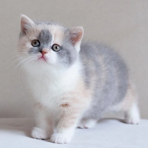 Britisch Kurzhaar (BKH) Kitten   Liebevolles Zuhause gesucht   