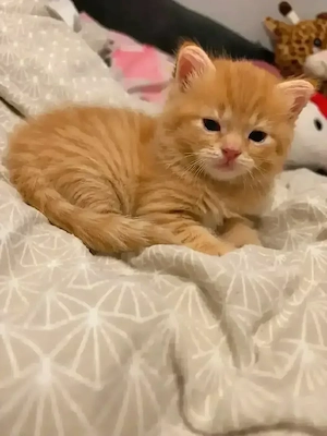 Baby katzen 
