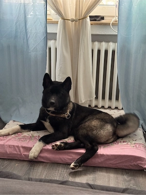 american akita 