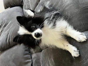 Zwergspitz Pomeranian 