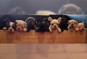  Zuckersüße Französische Bulldoggen Welpen mit Ahnentafel