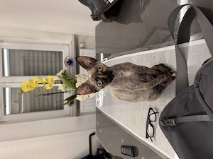 Devon Rex Katze 