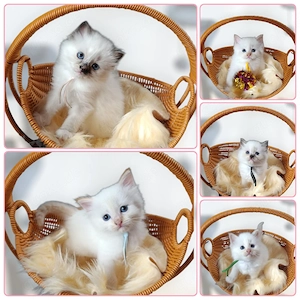 Heilige Birma Kitten m w Creme Point und Seal Tortie Point 