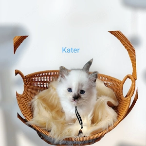 Heilige Birma Kater 6 Wochen Seal Tortie Point 
