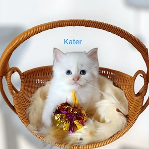 Heilige Birma Kater 6 Wochen Creme Point