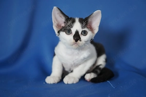 Liebes Mädchen, Devon Rex 