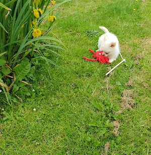 Zuckersüße Pomchi Hündin mit blauen Augen, Welpe