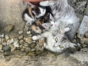       Niedliche Kitten suchen ab Juli bzw August ein neues, liebevolles Zuhause 