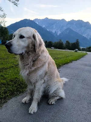 Deckrüde  Elvis    Golden Retriever