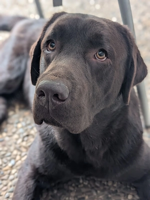 Labrador Deckrüde Showlinie FCI Import