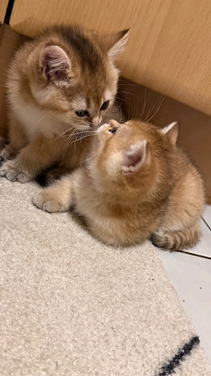 bkh kitten ab sofort m w