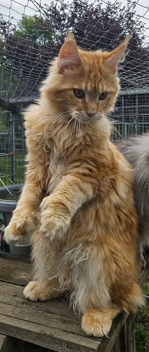 Maine Coon Kitten reinrassig in der Farbe Red Tabby mit Stammbaum