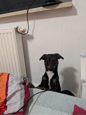 Chihuahua Mischling