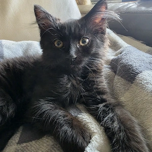 Kleiner Maine Coon Mix Kater abzugeben