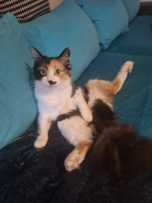 suche ein deckkater 