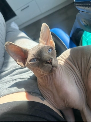 Sphynx-Kater sucht neues zu Hause 