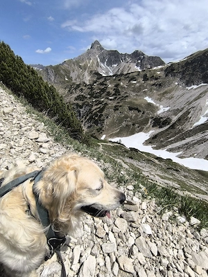 Deckrüde  Elvis    Golden Retriever Bild 6