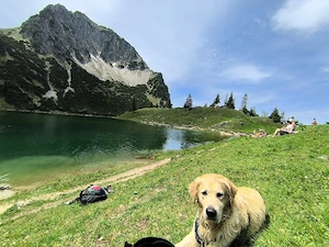 Deckrüde  Elvis    Golden Retriever Bild 5