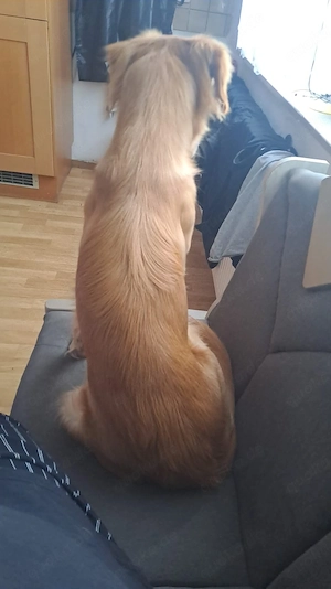 Spike sucht liebevolles zuhause