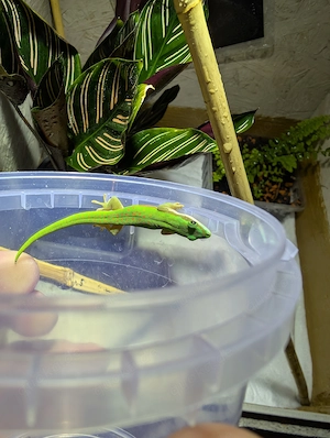 Schwarzstreifen Taggecko (Phelsuma nigristriata)