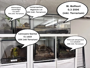 Vogelspinnen Hobbyaufgabe