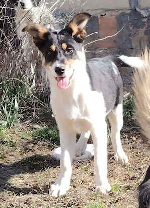Simona - wo darf ich Zuhause sein?