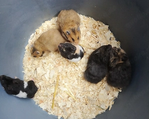 Goldhamster und Teddyhamster 