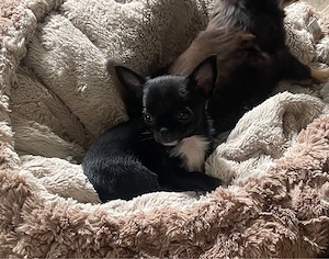 Chihuahua Welpe (Mini) sucht Traum zuhause