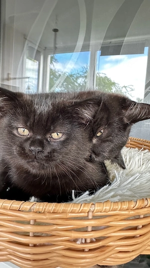 BKH Kitten zu verkaufen ,geimpft und entwurmt  (  schoko )  600 EURO   Oberndorf am Neckar.    