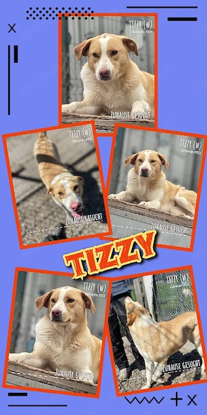 wundervolle, liebe, offene, menschenbezogene Traumhündin "Tizzy" sucht ein schönes Zuhause
